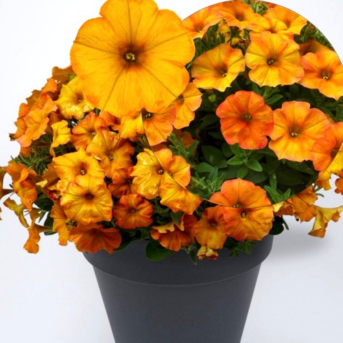 Petunia atkinsiana 'BeautiCal® Sunset Orange' - Petuunia 'BeautiCal® Sunset Orange'